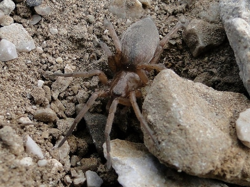 Gnaphosidae
